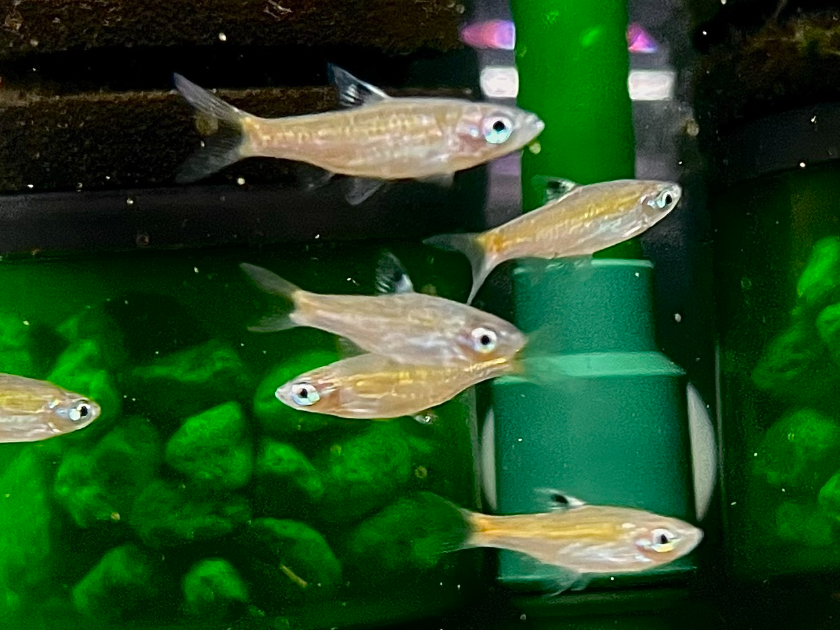 Cá Trâm Mắt Xanh