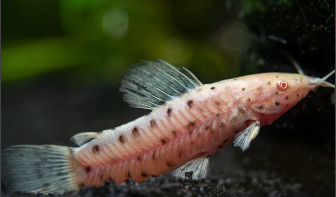 Cá Mèo Hopplo Albino