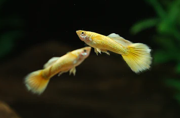 Cá Bảy Màu Full Gold