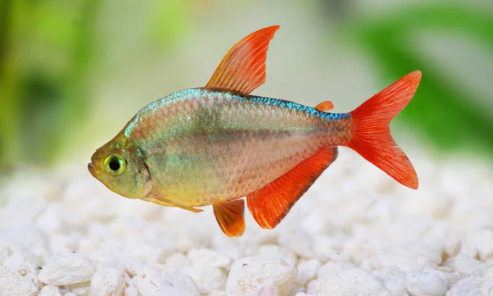 Cá Colombia Tetra
