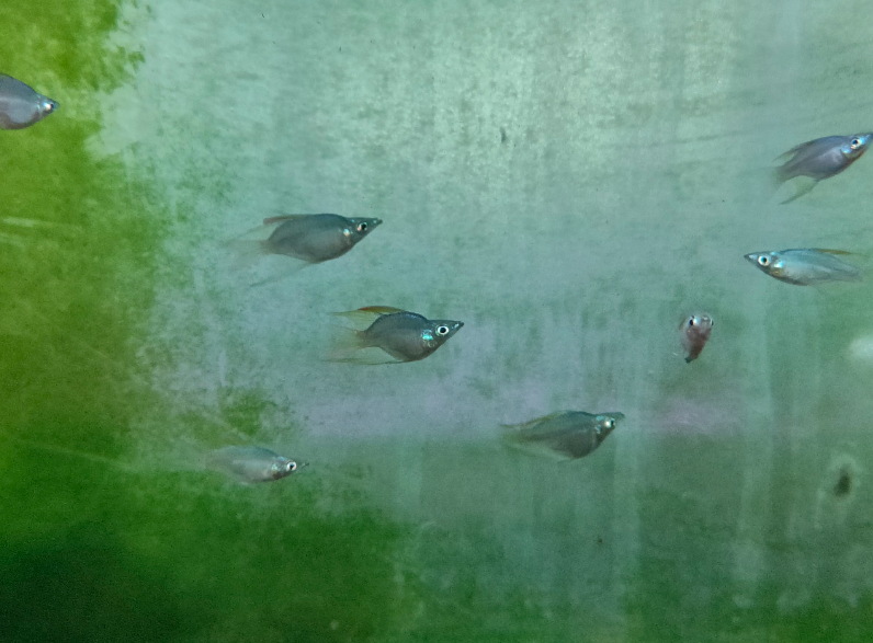 Cá Cầu Vồng Vây Dài Short