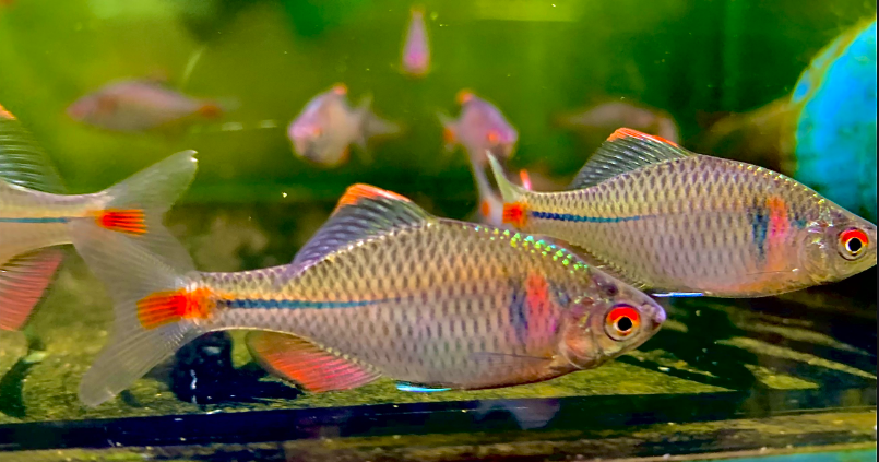 Cá Thè Be Ngũ Sắc