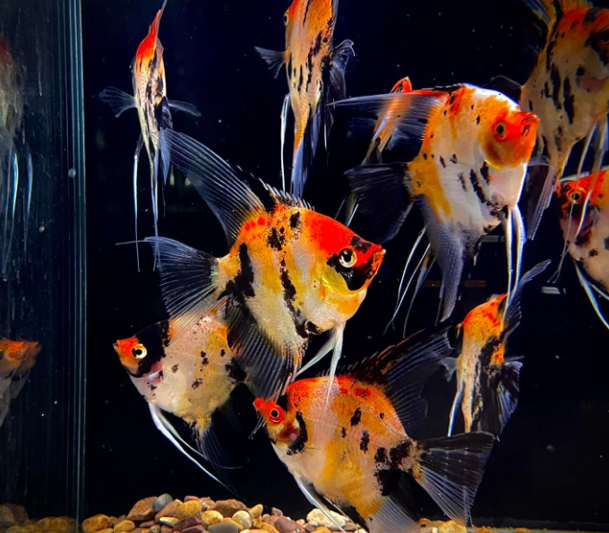 Cá Thần Tiên Koi Red - Size Lớn