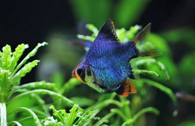 Cá Xecan Xanh Short