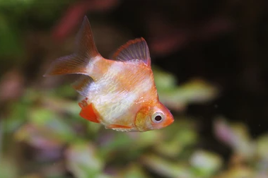 Cá Xecan Short - Vàng