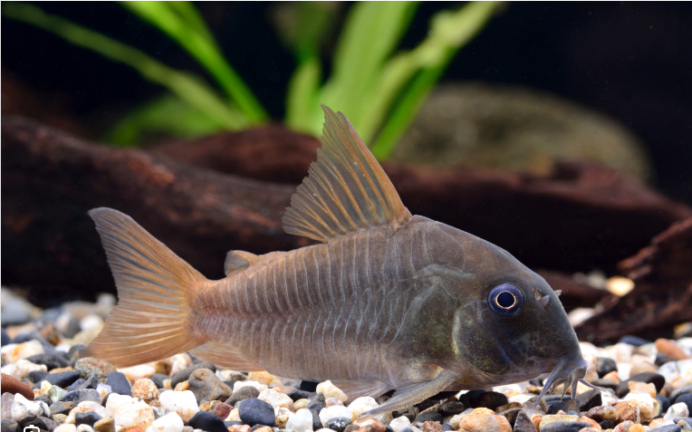 Cá Chuột CONCOLOR 6-7cm