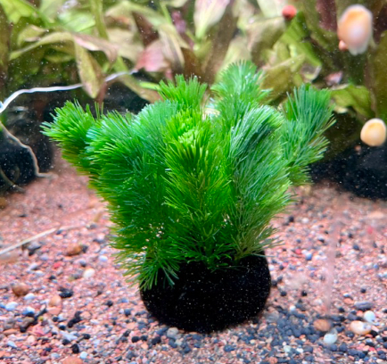 Cây La Hán Xanh - Giá Thể