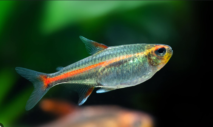 Cá Fire Neon