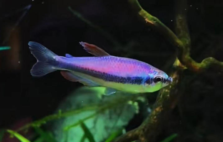 Cá Neon Hoàng Đế Tím