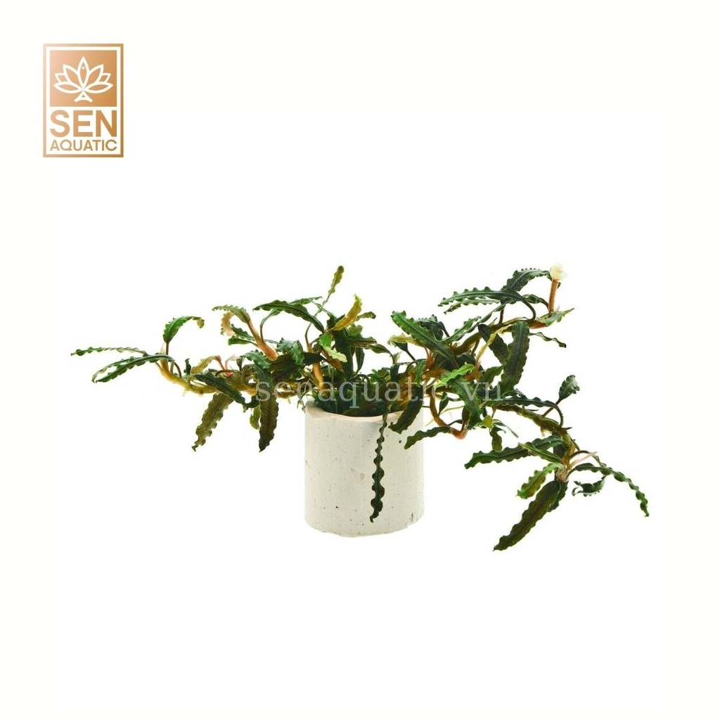 Cây Bucep Catherine - Cốc Tròn