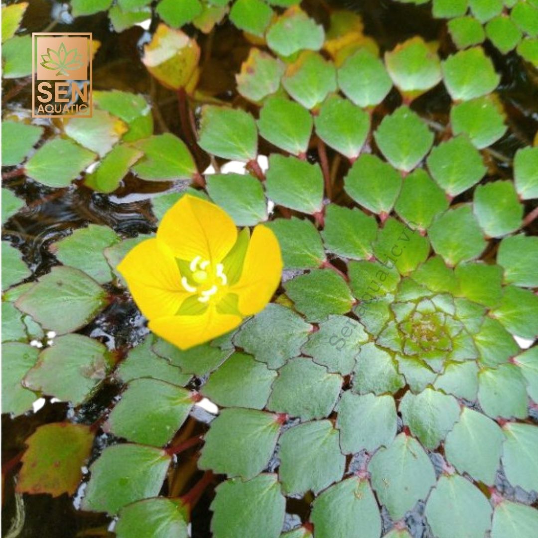 Cây Ấu Thái - Lá Nước