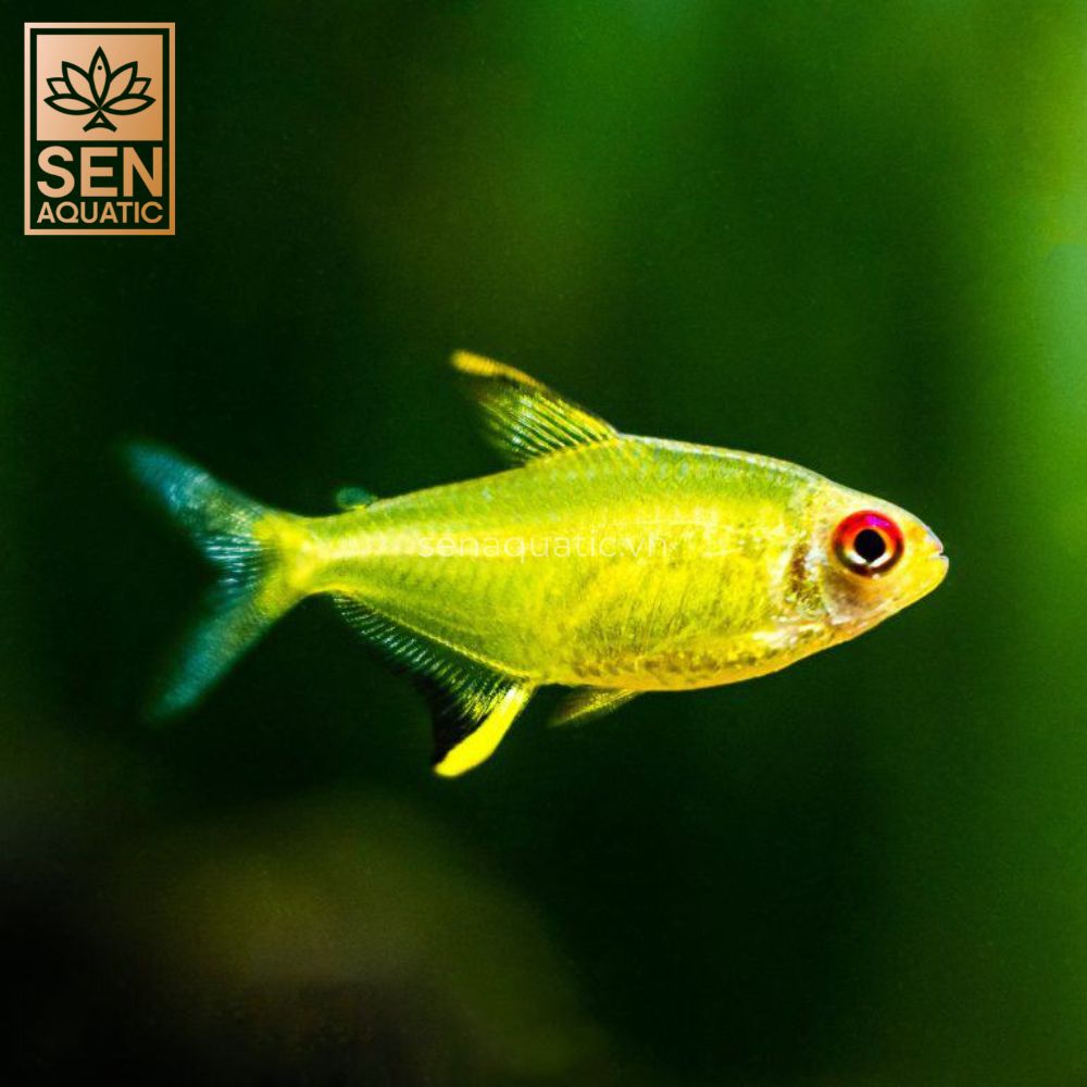 Cá Lemon Tetra