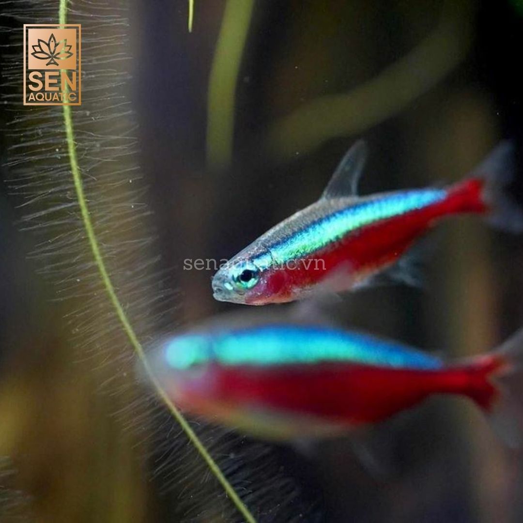 Cá Neon Vua Size L