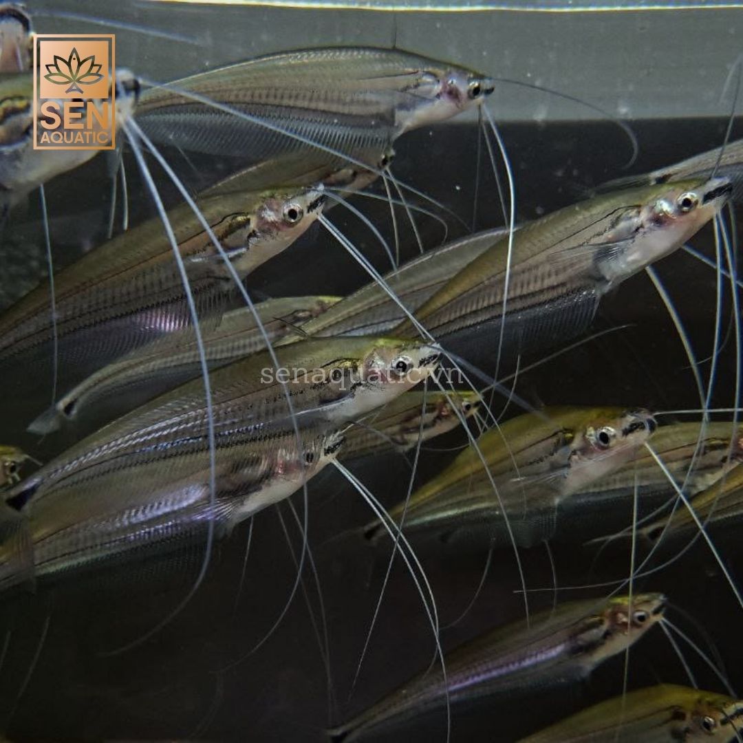 Cá Thủy Tinh Râu Rồng