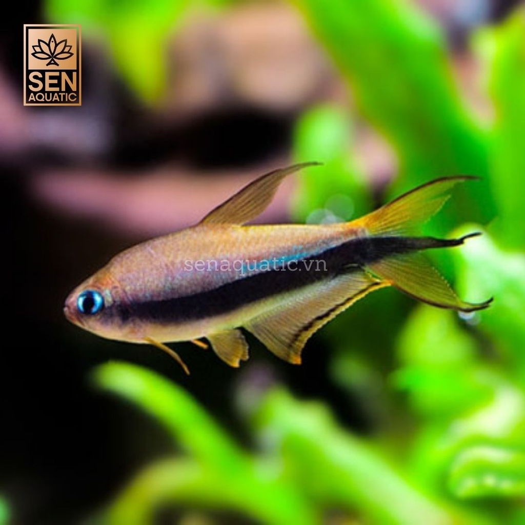 Cá Neon Hoàng Đế Vàng Mắt Xanh