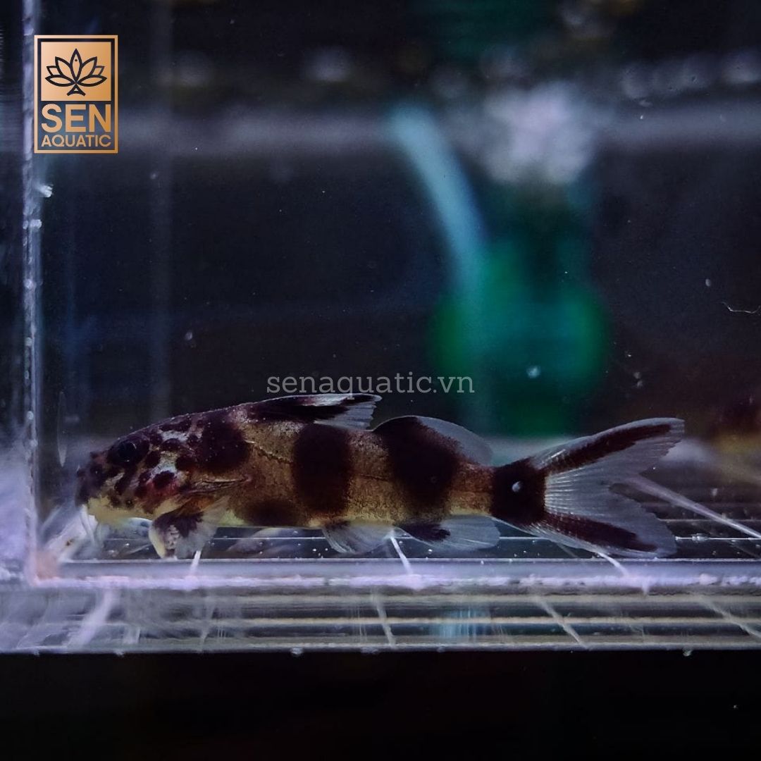 Cá Mèo Đốm ( Petricola)