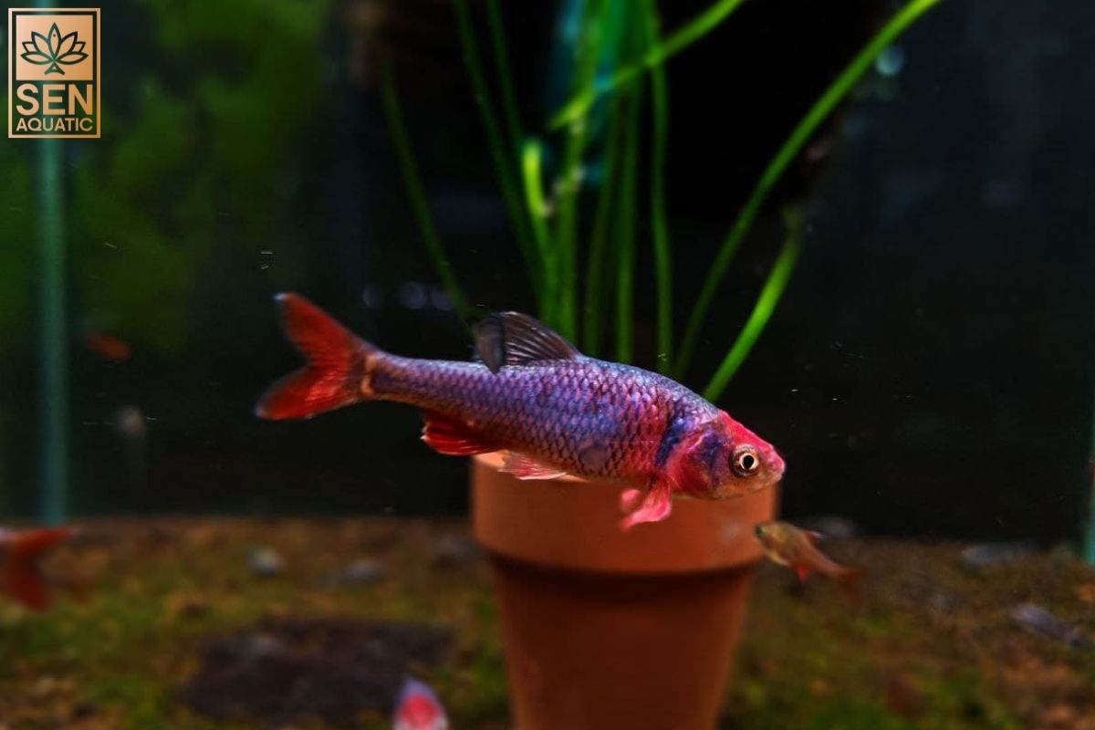 Cá Hỏa Liên Đăng