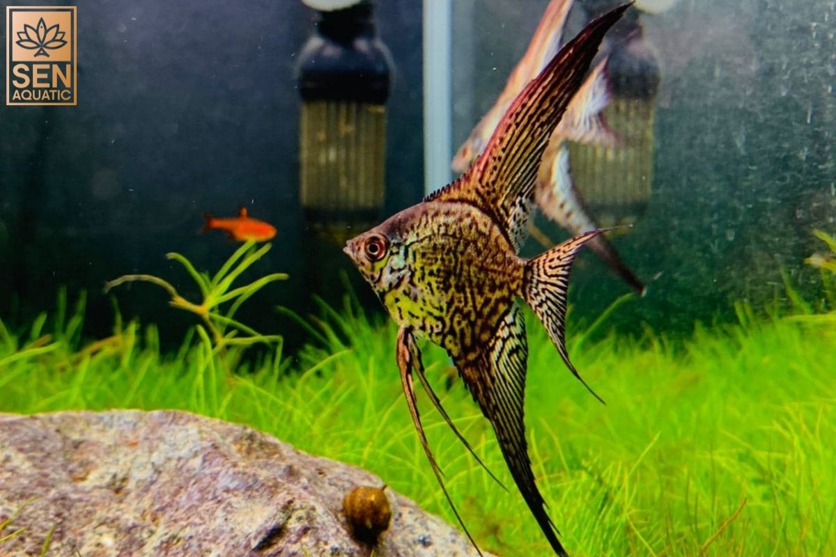 Cá Thần Tiên Leopard Việt Nam !