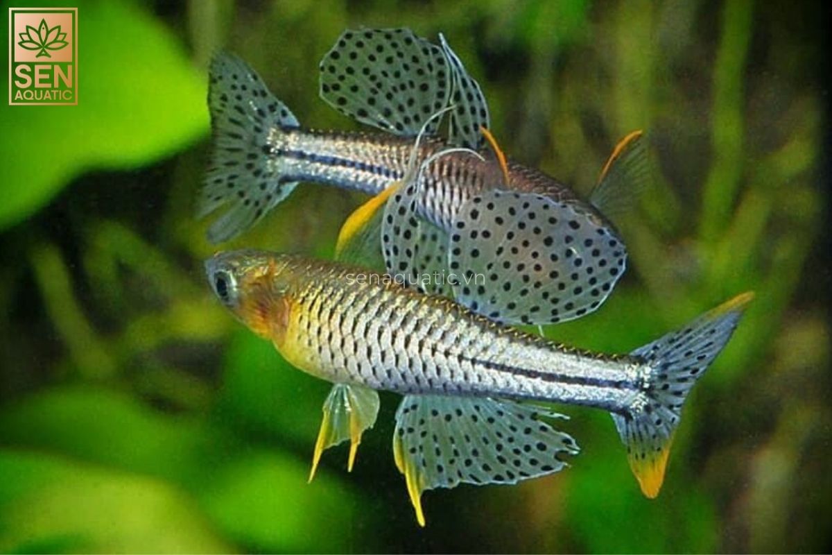 Cá Cầu Vồng Xanh Chấm Bi