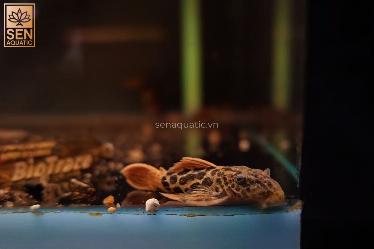 Cá Pleco L600