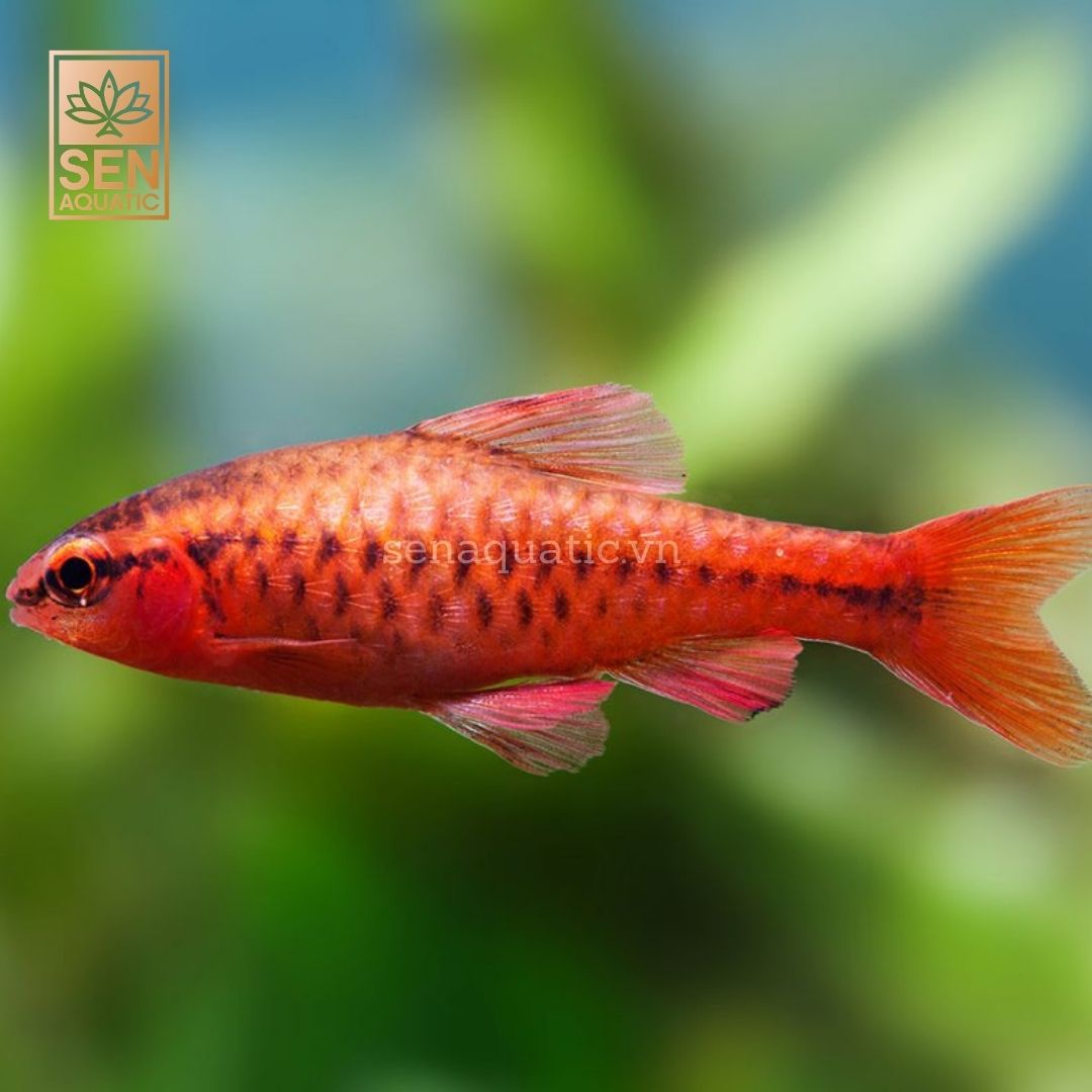 Cá Diếc Anh Đào 10 Tặng 1