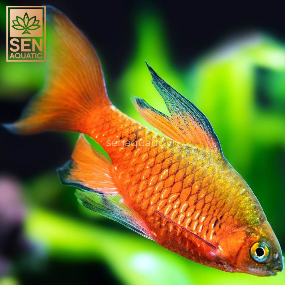 Cá Hồng Cam Vây Dài