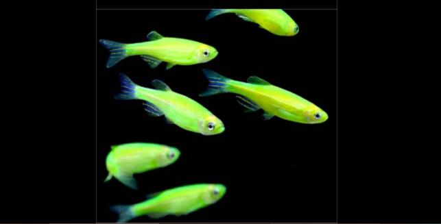 Cá Sọc Ngựa Các Màu