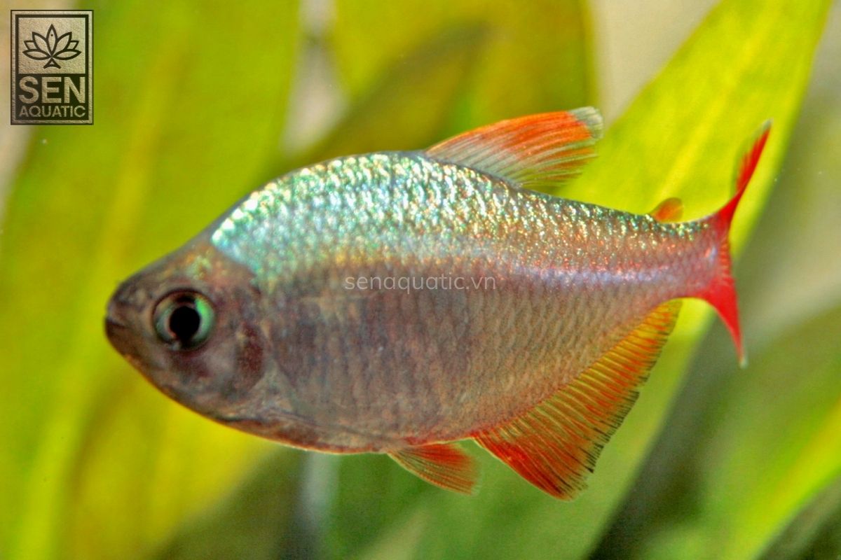 Cá Columbia Tetra