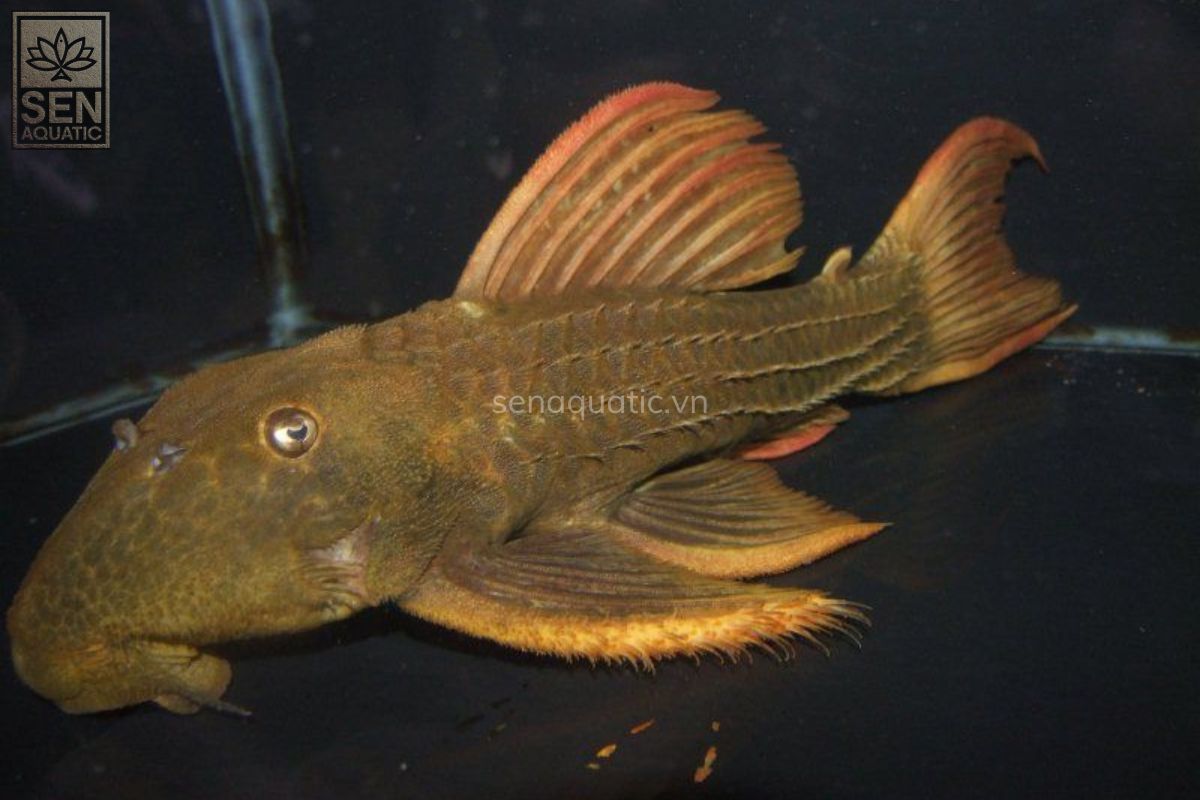 Cá Pleco L24