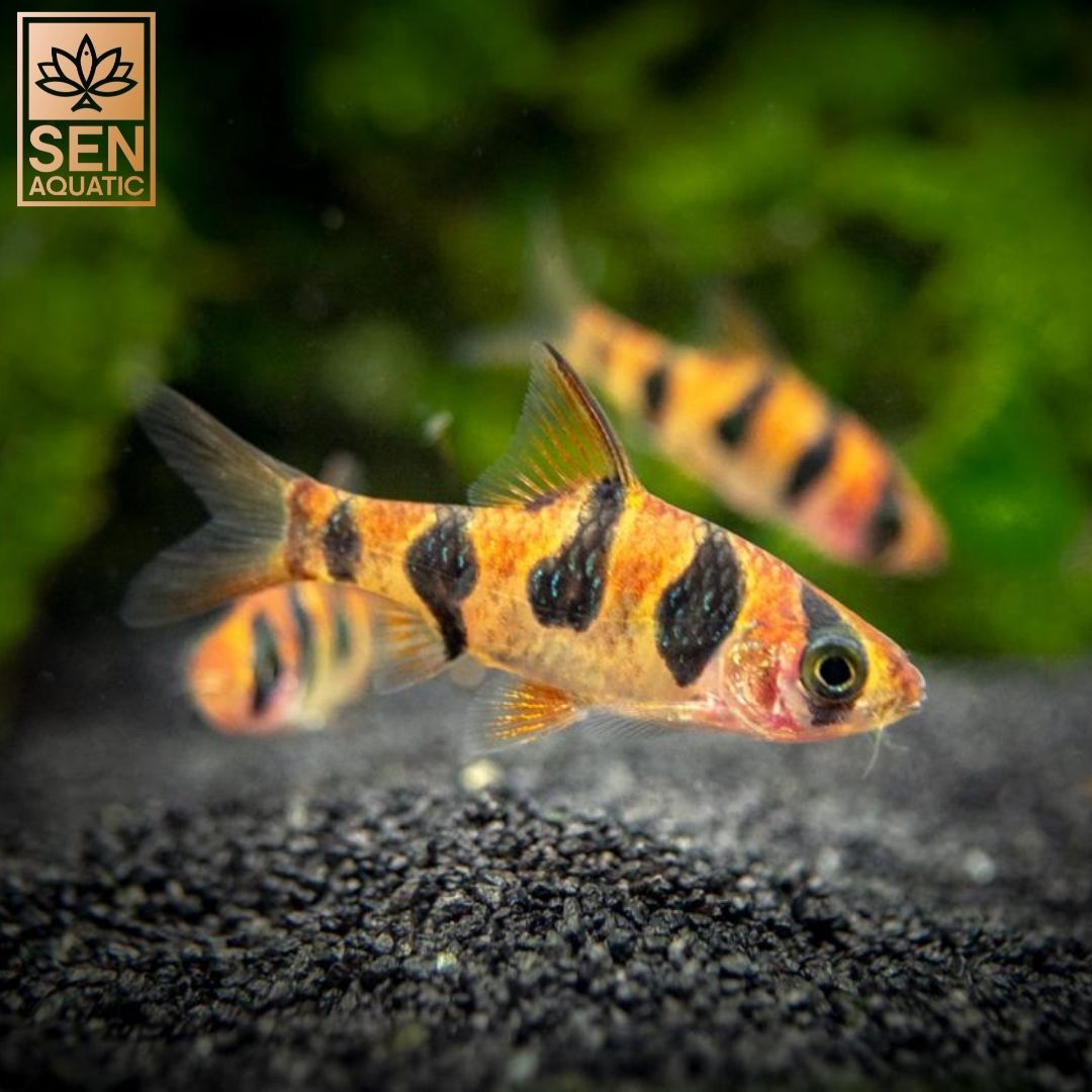 Cá Snakeskin Barb