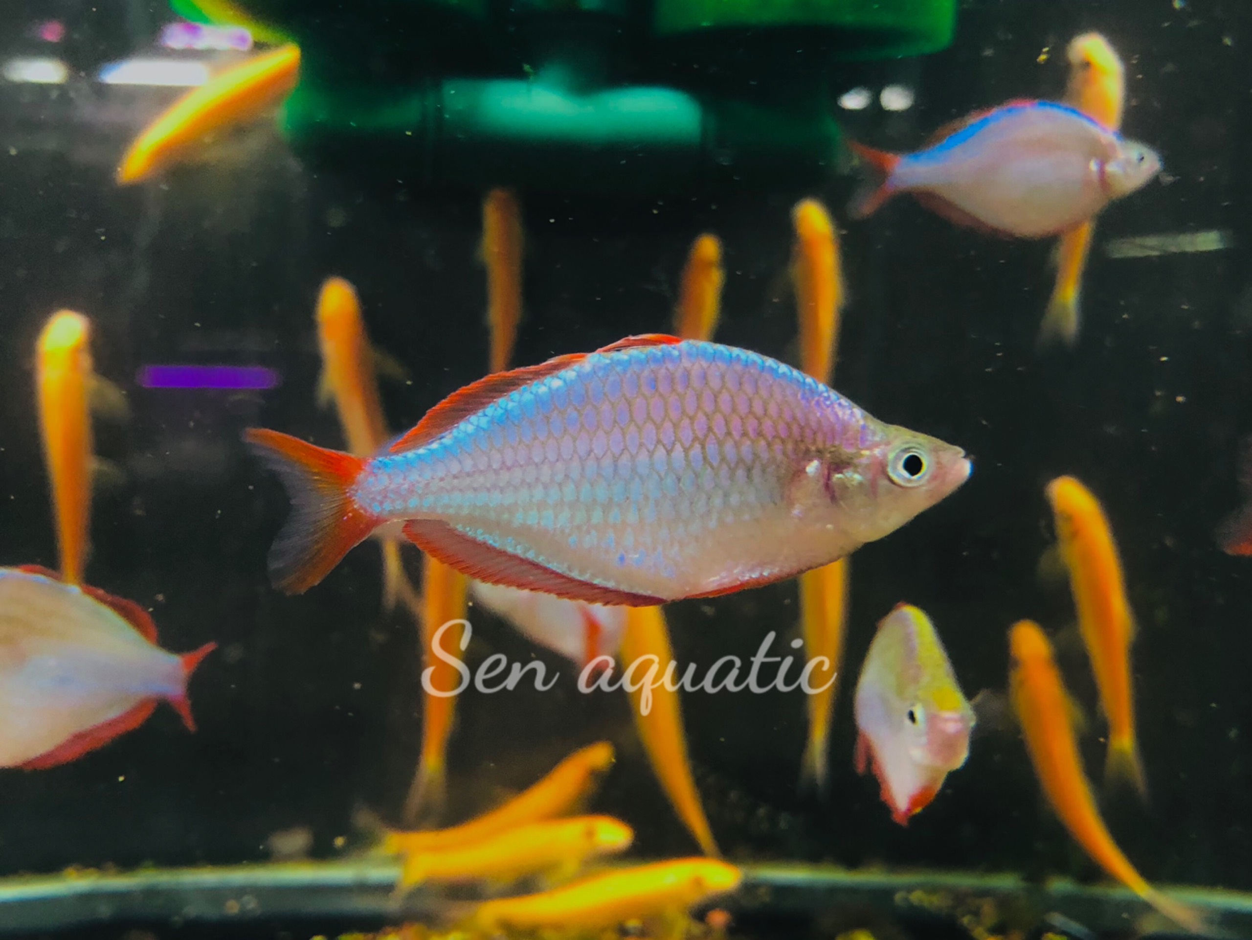 Cá Cầu Vồng Xanh Việt