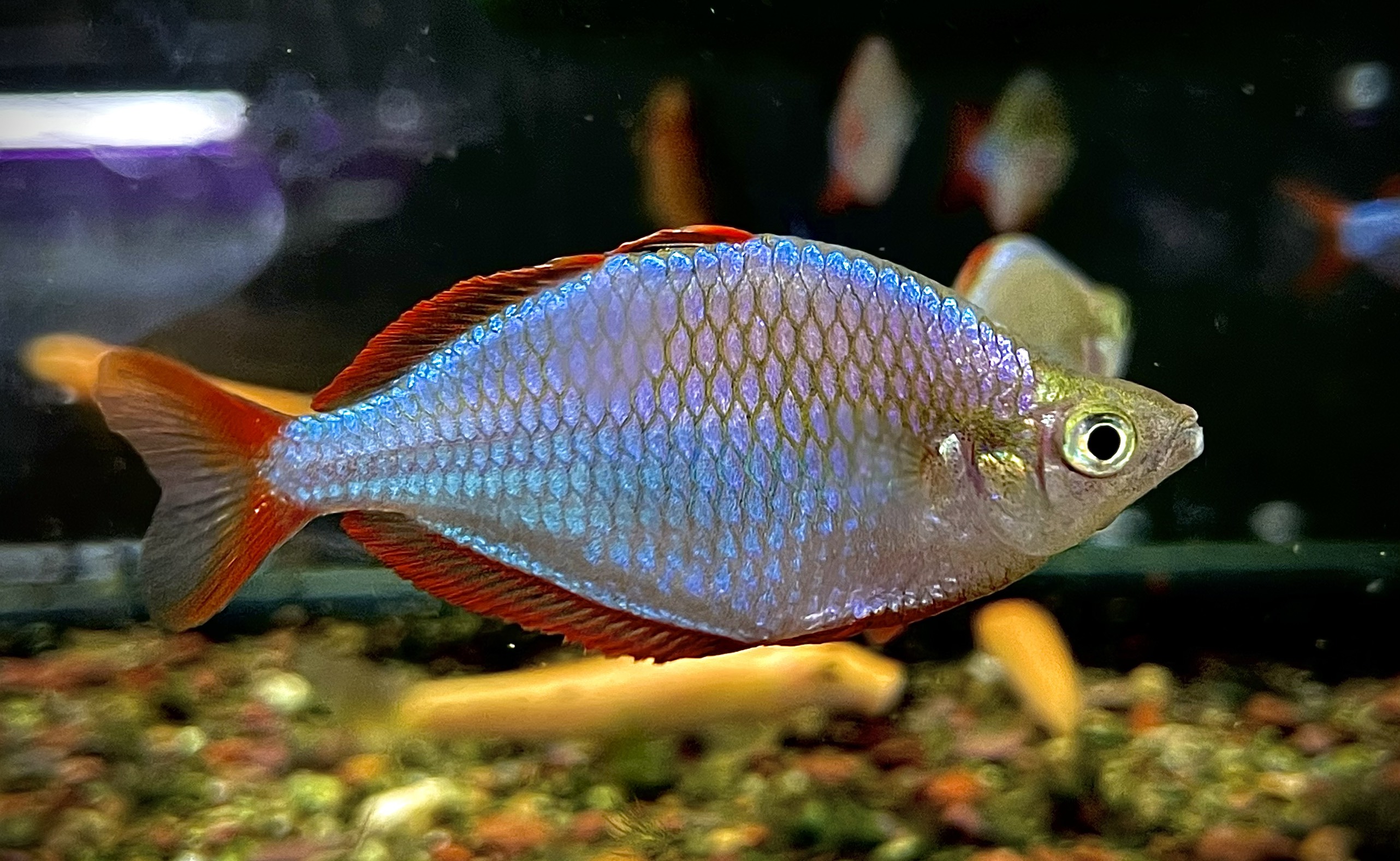 Cá Cầu Vồng Xanh Nhập