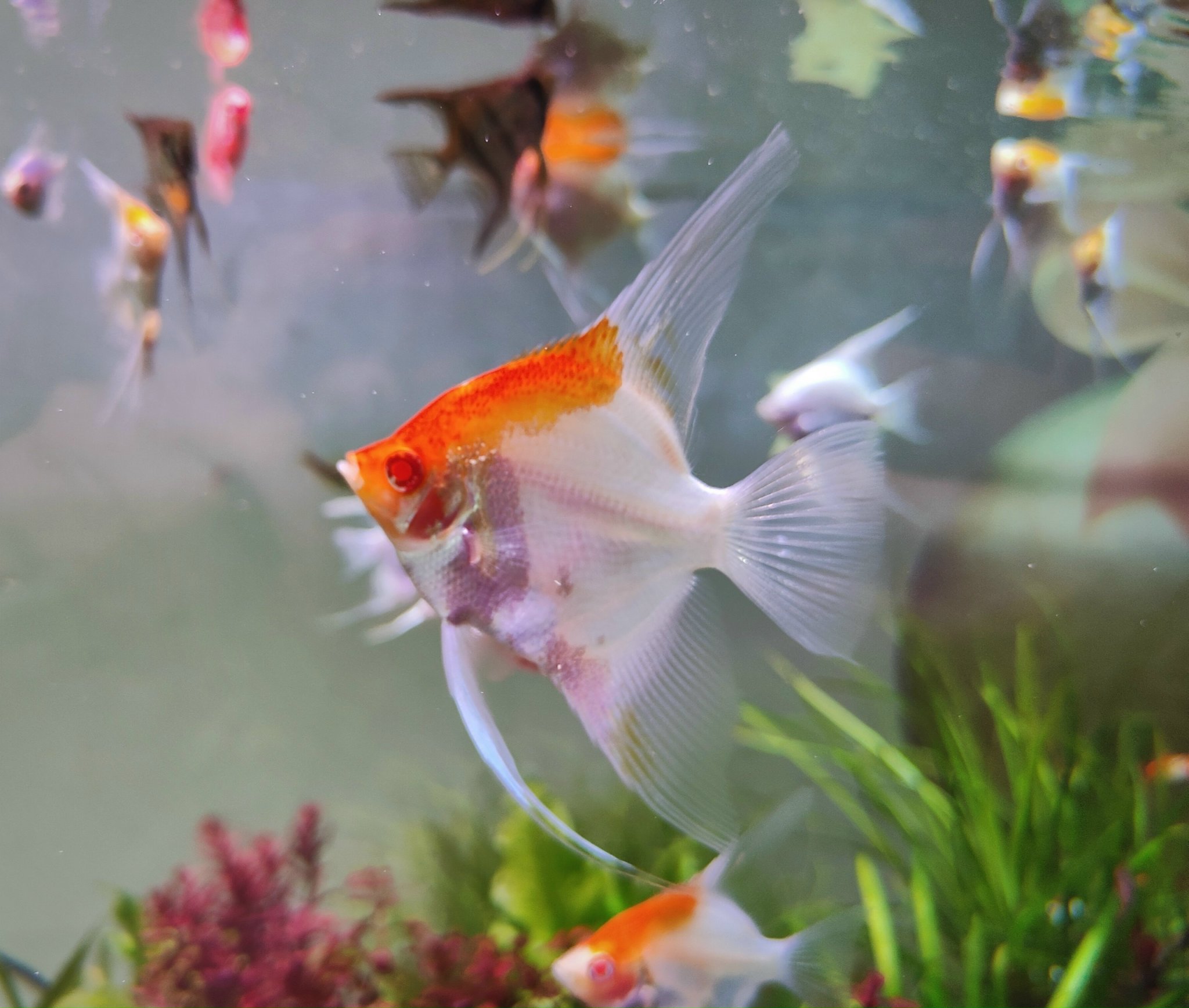 Cá Thần Tiên Koi Albino