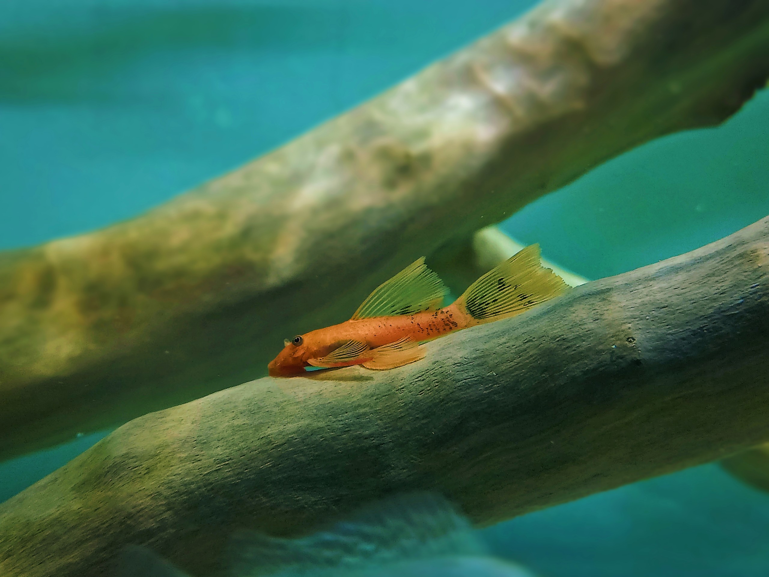 Longfin Super Red