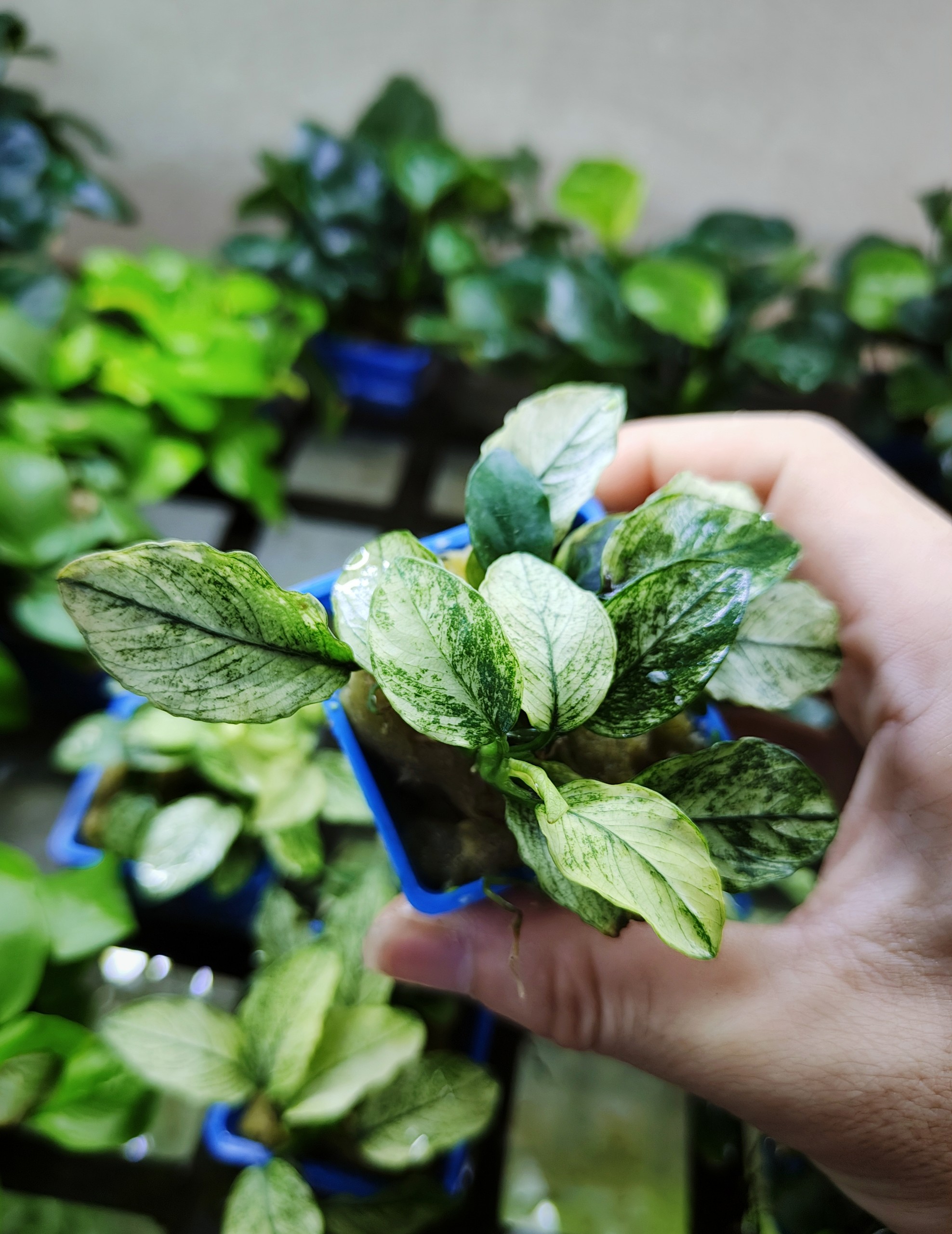 Ráy Pinto (Anubias Barteri var. Nana Pinto)