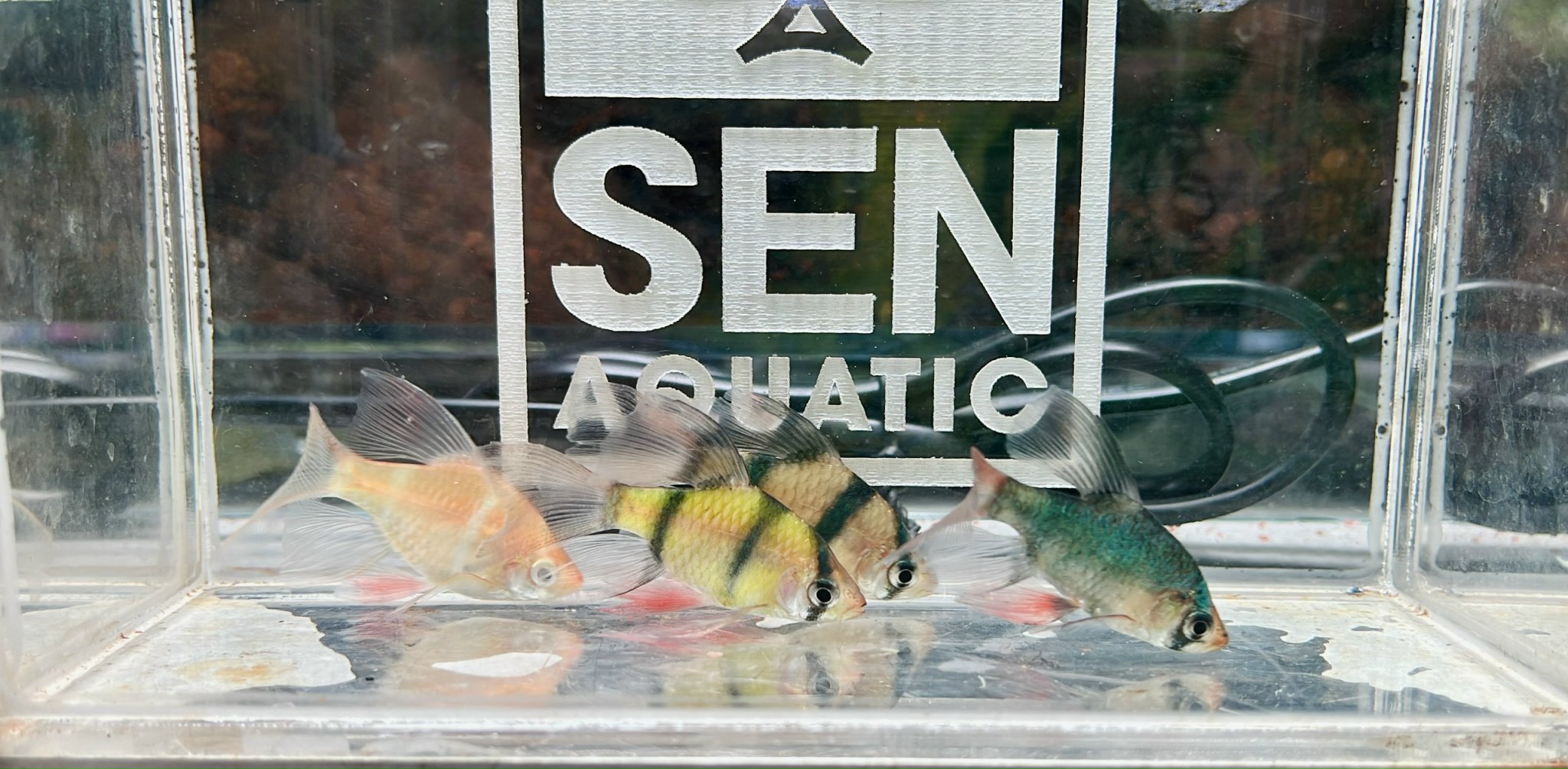 Cá Xecan Vàng Vây Dài