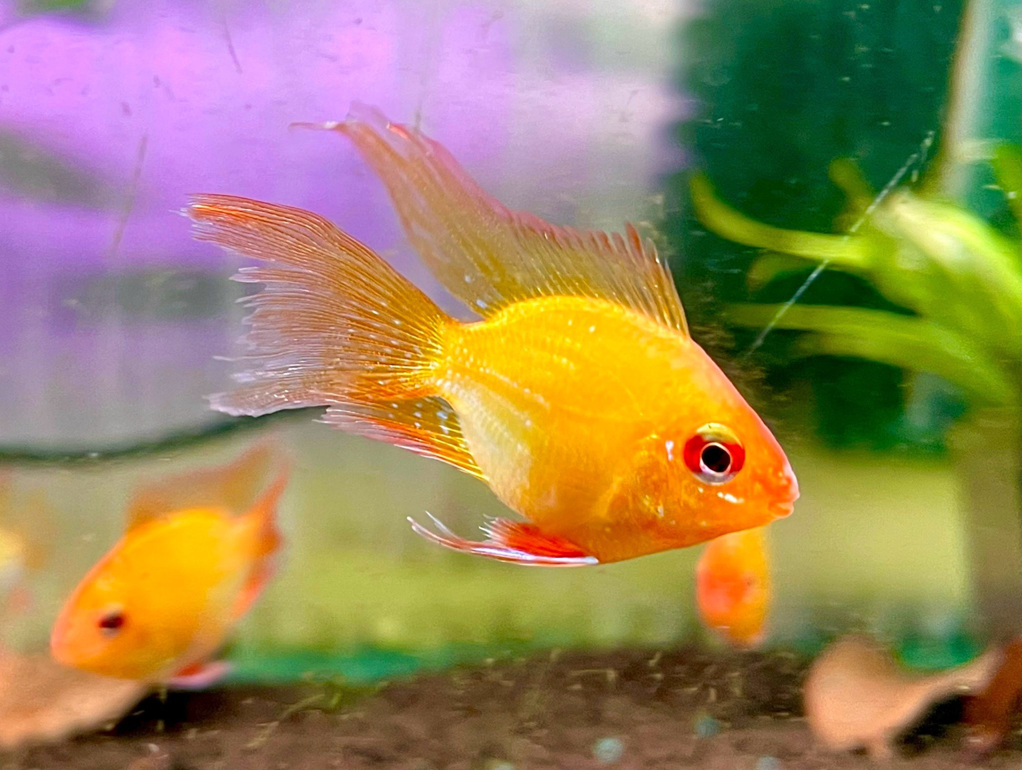 Phượng Hoàng Vàng Vây Dài