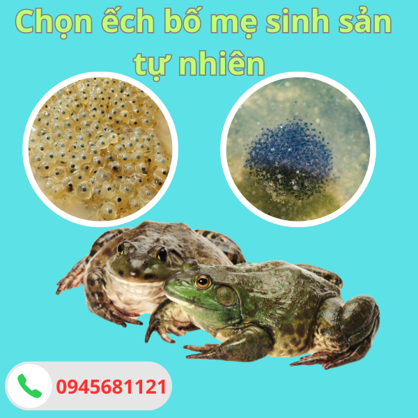 Chọn ếch bố mẹ sinh sản tự nhiên bà con cần quan tâm.