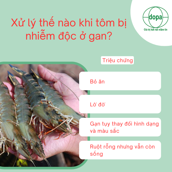 Tôm bị nhiễm độc ở gan xử lý thế nào?