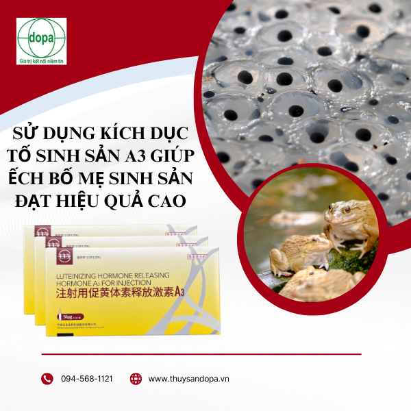 Sử dụng kích dục tố sinh sản A3 giúp ếch bố mẹ sinh sản đạt hiệu quả cao