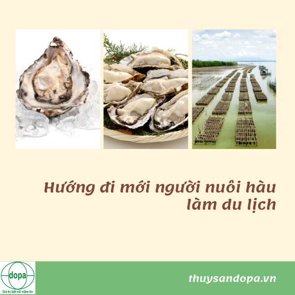 Hướng đi mới nuôi hàu làm du lịch