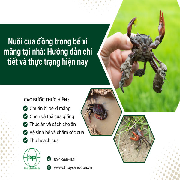 Nuôi cua đồng trong bể xi măng tại nhà: Hướng dẫn chi tiết và thực trạng hiện nay