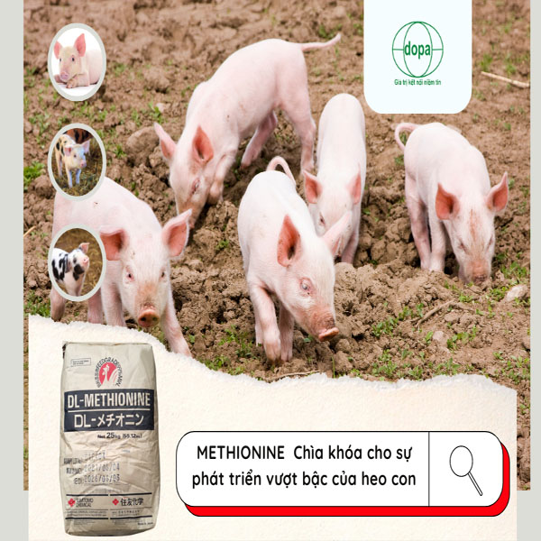 Methionine - Chìa khóa cho sự phát triển vượt bậc của heo con