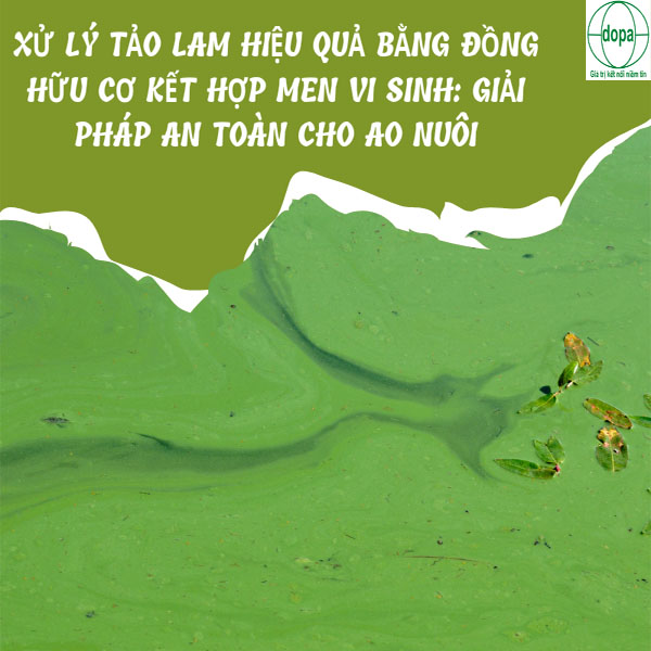 Xử lý tảo lam hiệu quả bằng Đồng Hữu Cơ kết hợp men vi sinh: Giải pháp an toàn cho ao nuôi