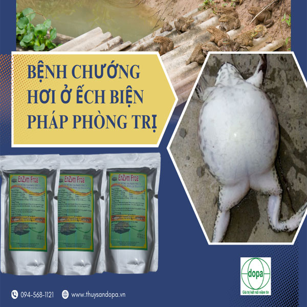  Bệnh chướng hơi ở ếch, biện pháp phòng trị bệnh hiệu quả
