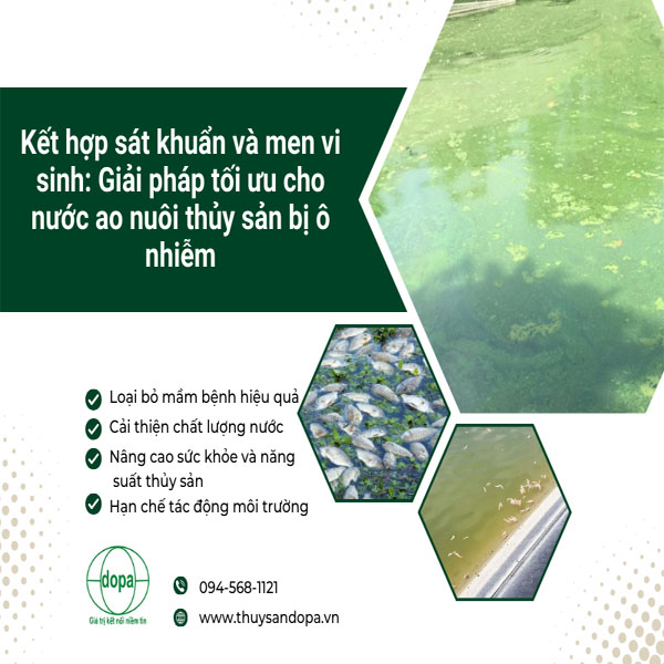 Kết hợp sát khuẩn và men vi sinh: Giải pháp tối ưu cho nước ao nuôi thủy sản bị ô nhiễm