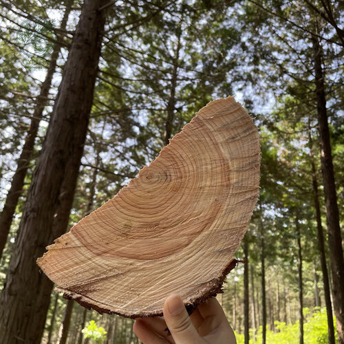 Dầu Gội Arboretum Hàn Quốc Trị Gàu Chống Ngứa Da đầu Không Gây Khô Giúp Tóc Chắc Khỏe Chai 500ml Thuần Chay 100%