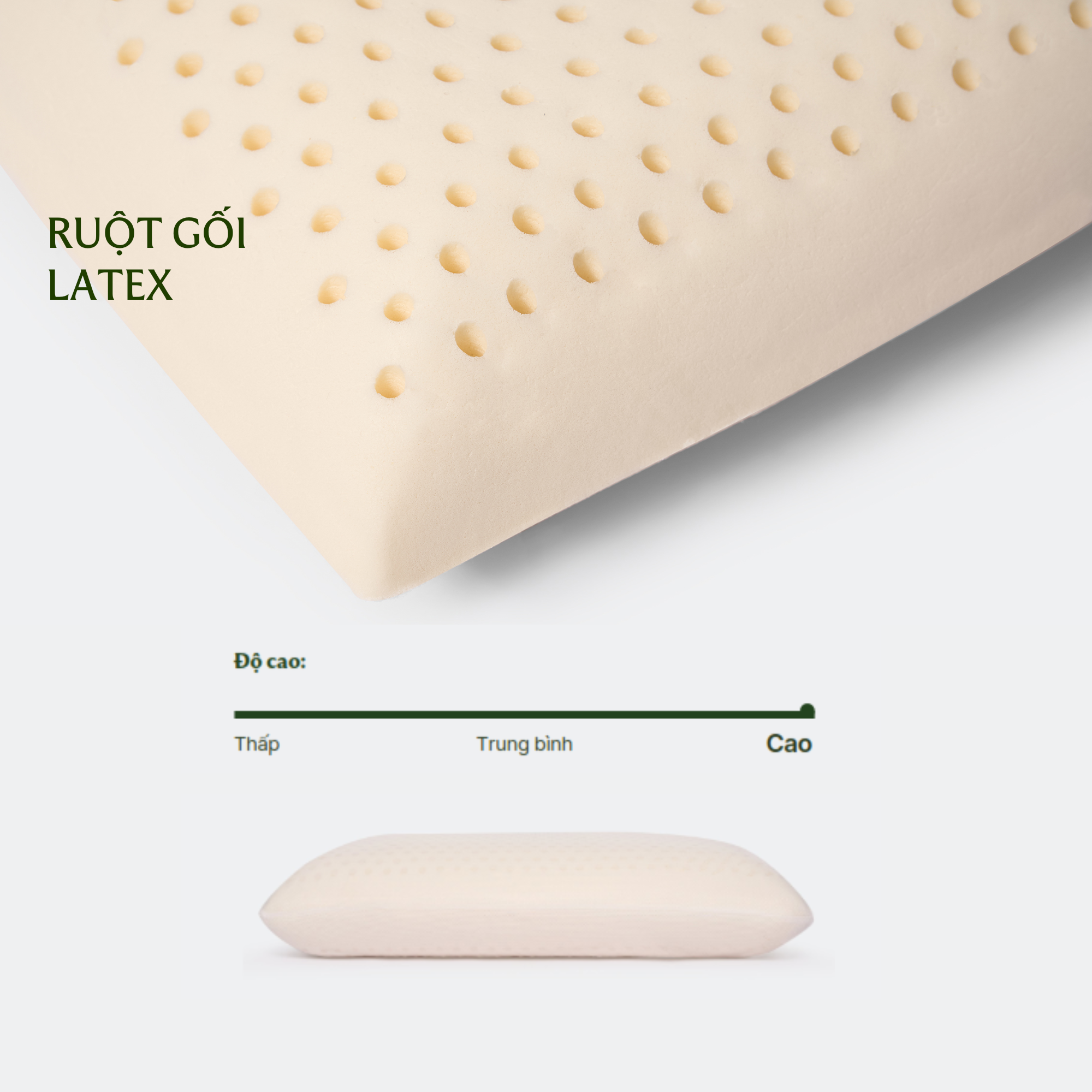 Ruột gối cao su Everon - Latex