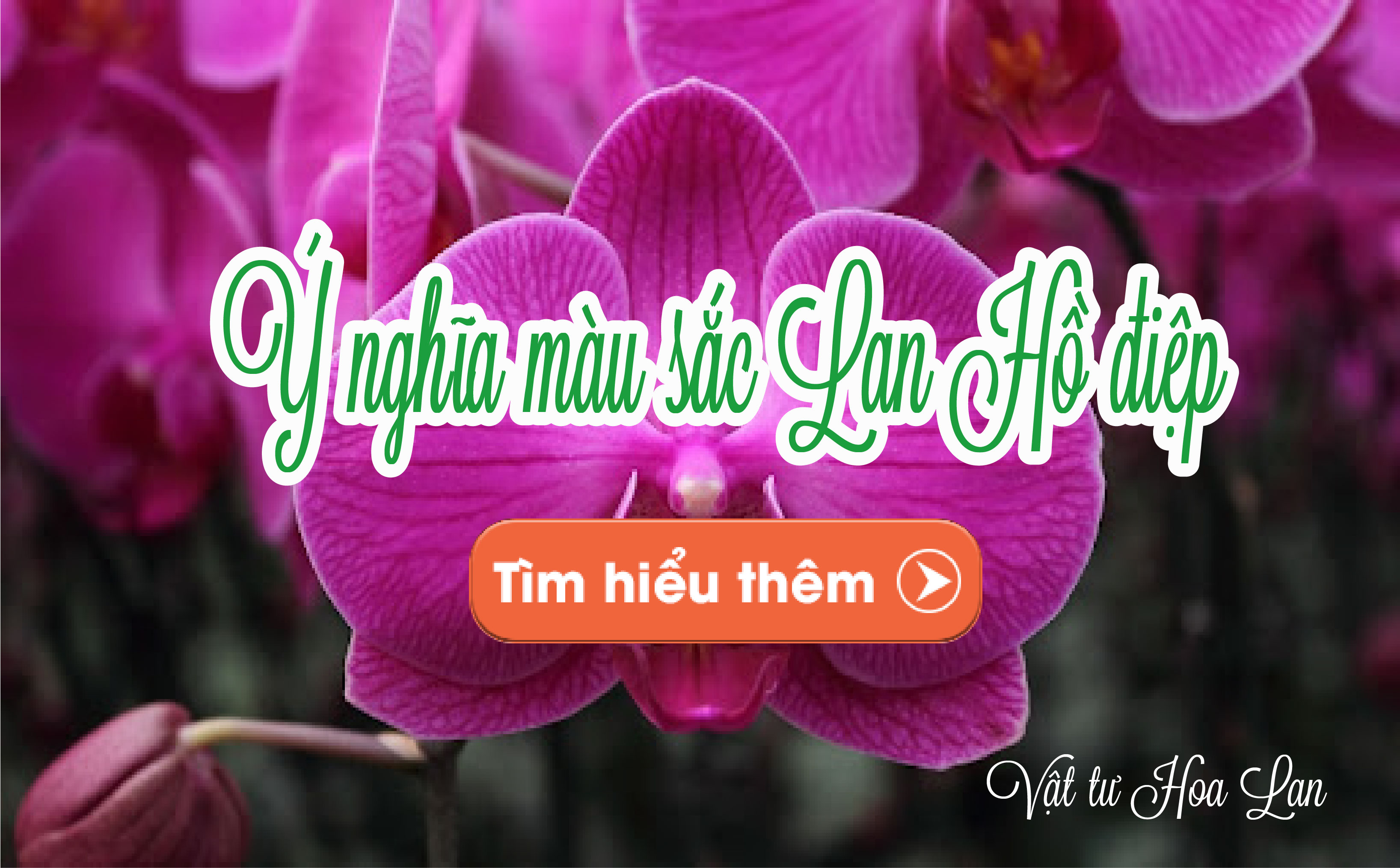 lan-ho-diep-y-nghia-an-dau-sau-moi-mau-hoa