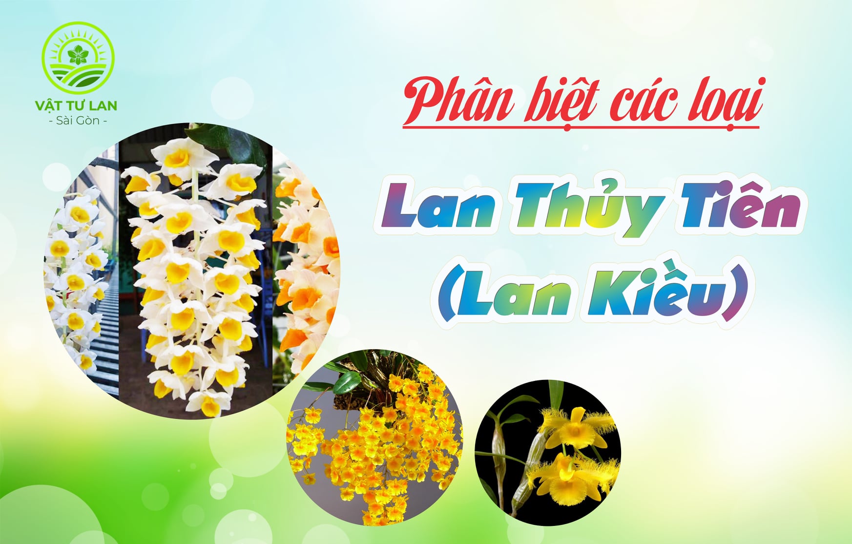 phan-biet-cac-loai-lan-thuy-tien-lan-kieu-hien-co-o-viet-nam